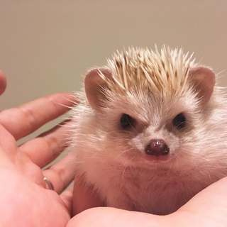 ハリネズミの里親募集