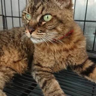 【助けて下さい‼️】迷子の猫ちゃんです。