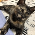 子猫の里親募集