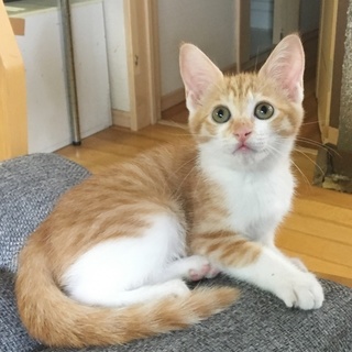 「面談予定」お膝の上が大好き「たみ」ちゃん♡