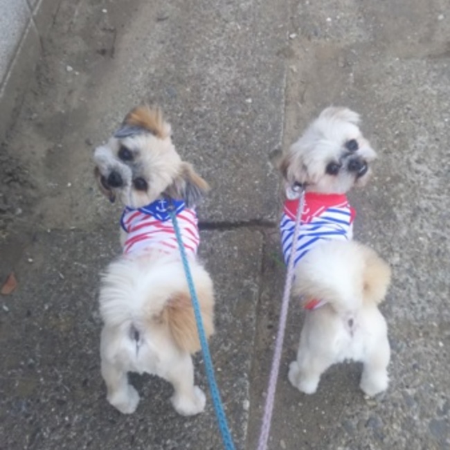 わんにゃん立ち寄り所@みかんちょこママのカバー写真