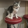 ちこはな