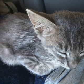 サバシロのメス3ヶ月（推定）