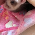 フェレット里親募集いい子です！！