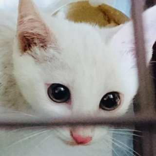 子猫☆オス☆白