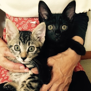 血液検査済 ☆子猫2匹☆里親様募集！