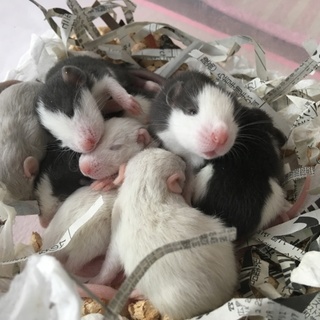 ファンシーラット 7月5日生まれ