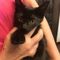 黒猫ちゃん  里親さん募集！