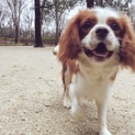 血統種　人懐っこいキャバリアの里親さん募集！