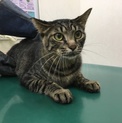 緊急！飼い主様安楽死希望