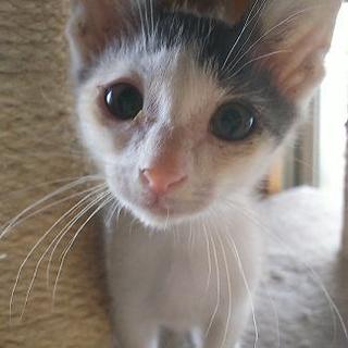 すごーく可愛い印象の3ヶ月の男の子です！