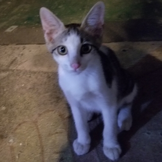 家族になってください