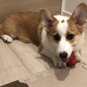【終了】人懐っこい子犬コーギー♂5か月