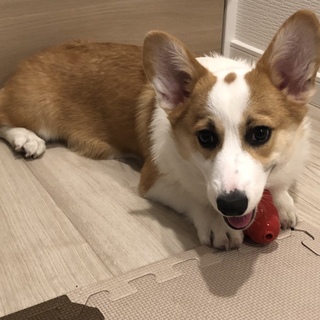 【終了】人懐っこい子犬コーギー♂5か月
