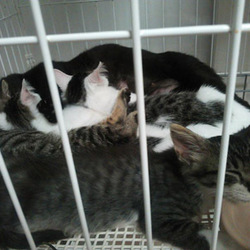 猫のごえんむすび　夜部