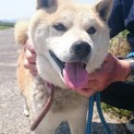 イケメン柴犬くん