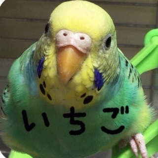 セキセイインコ里親募集
