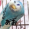 セキセイインコ里親募集