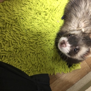 フェレットの里親募集中