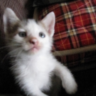 元気いっぱいで、ぐいぐい来る女の子です！