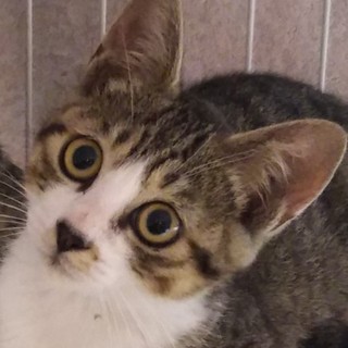 お目目まん丸、キジ白こうたくん、3ヶ月