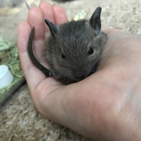 ネル