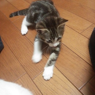 くるくるタビーの女の子　生後約２か月
