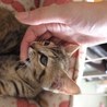 ガブッ
