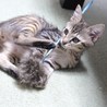 猫じゃらし
