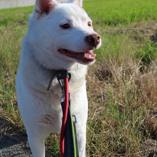 ツンデレのアポロ君です