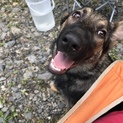 シェパ子犬里親様募集です