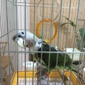 オオハネナガインコの里親さんを探しております。