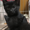 4兄妹の 黒猫 くろんぼくん