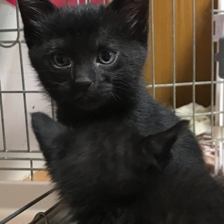 4兄妹の 黒猫 くろんぼくん