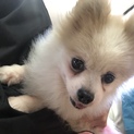 とっても美人なポメラニアンのララちゃん