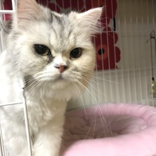 スコティッシュフォールドのユミちゃん