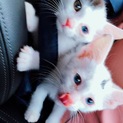 牛柄 仔猫ちゃんズ 生後2ヶ月