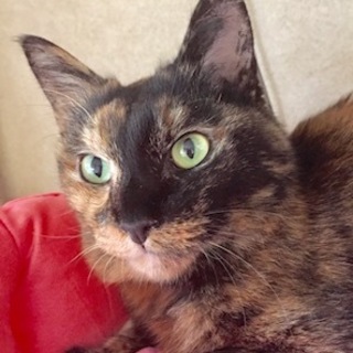 抱っこ大好き甘えんぼの女の子　あんこちゃん