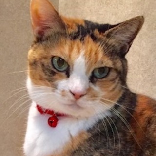 ニャオ～と話しかけてくれる女の子　エクレアちゃん