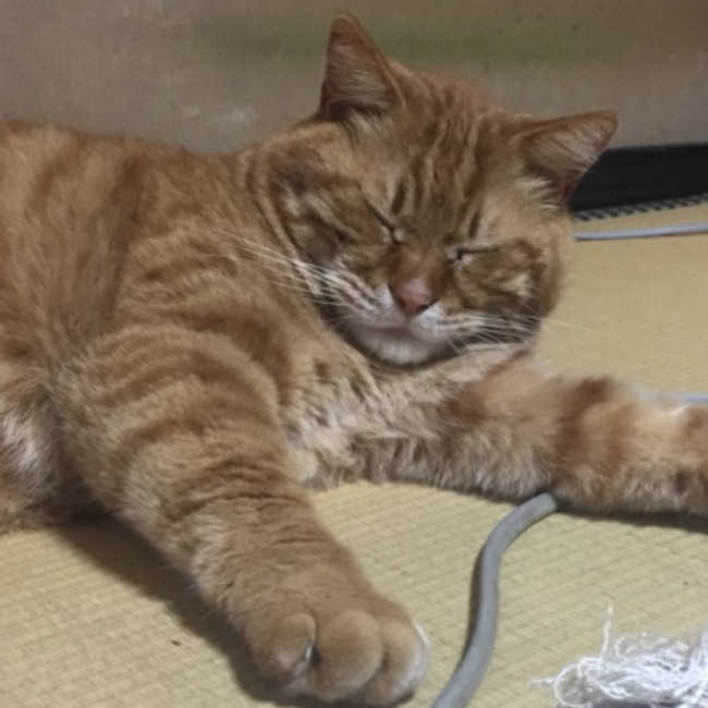 GTPJのカバー写真