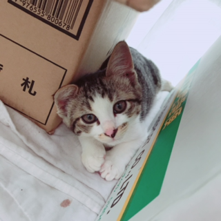 なでなで大好き仔猫です