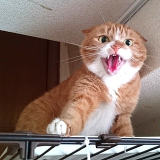 凶暴シャーな茶白の豆さん！