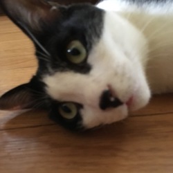 「暑中お見舞い申し上げます！！」サムネイル2