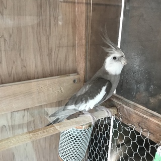 オカメインコ オス5歳