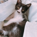 とても人懐こい生後約2ヶ月の子猫です。