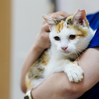 ７／２９阿倍野区昭和町の保護猫譲渡会に参加します！