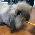 ドワーフロップイヤー(アメファジ♂）の里親募集です