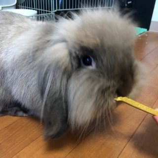 ドワーフロップイヤー(アメファジ♂）の里親募集です