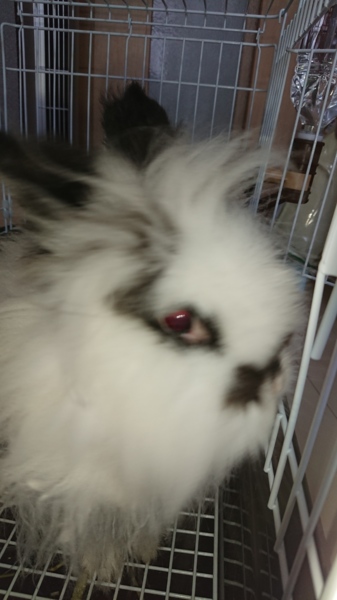 【里親募集】捨てられていたウサギを保護しました   サムネイル2