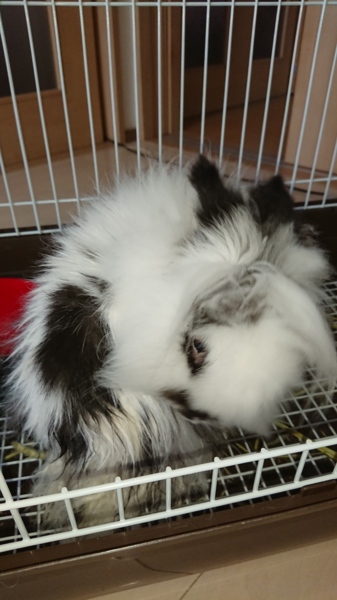 【里親募集】捨てられていたウサギを保護しました   サムネイル3